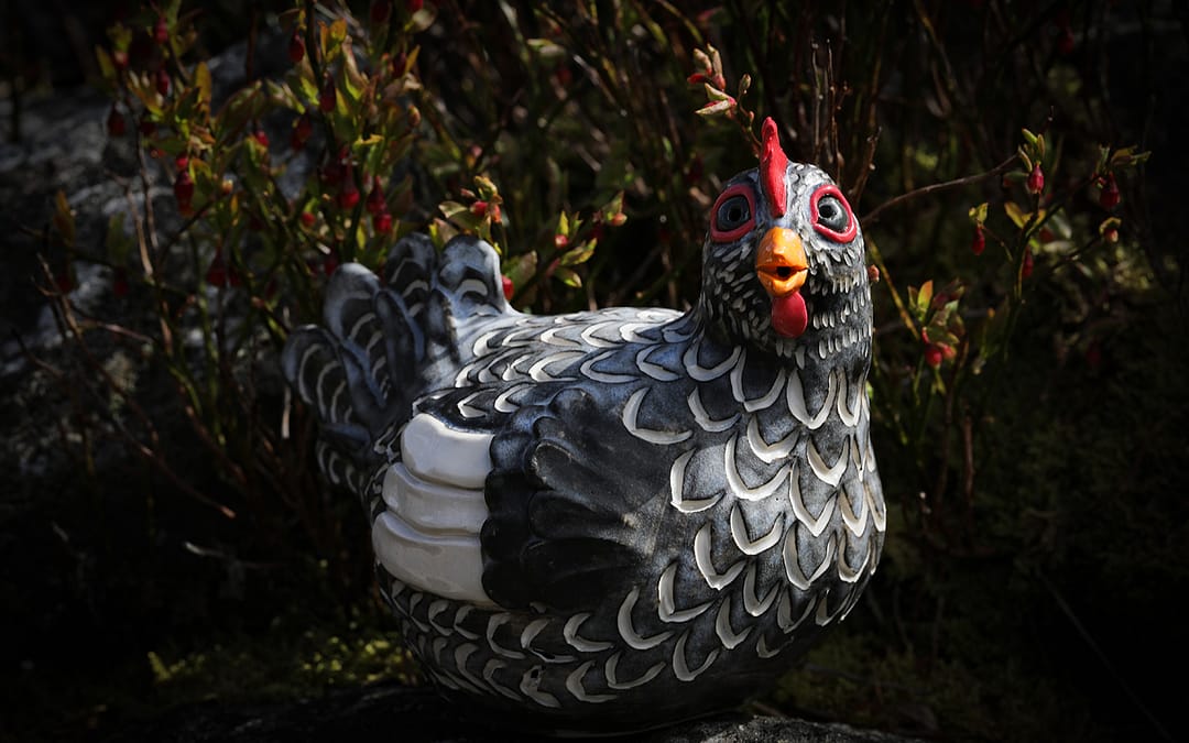 Black and white hen