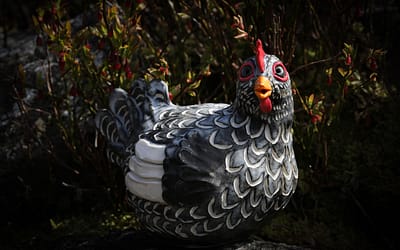 Black and white hen